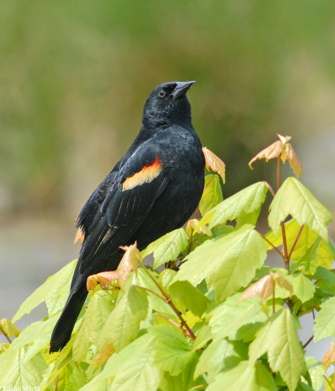 Red-winged Blackbird (Agelaius phoeniceus)032.jpg