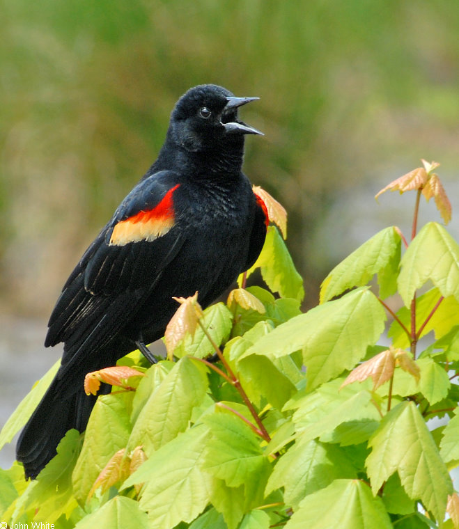 Red-winged Blackbird (Agelaius phoeniceus)033.jpg