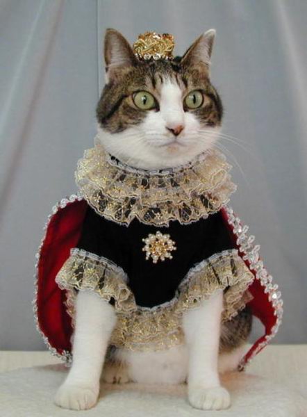 king cat.jpg