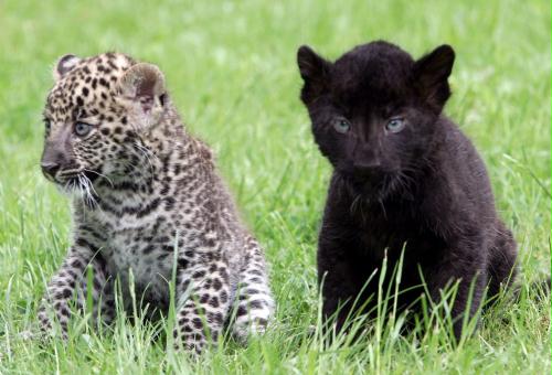 Baby Leopards, Germany.jpg