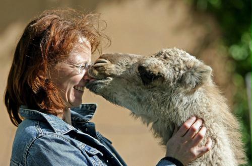 Baby Dromedary Camel, Germany.jpg