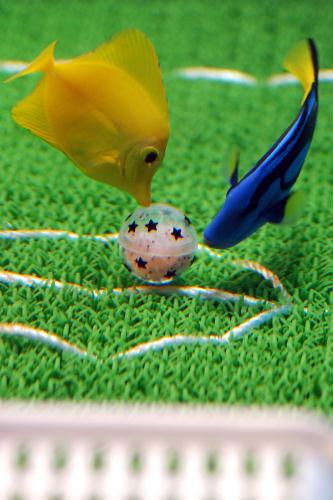 Yellow Tang and Flagtail Surgeon fish, Soccer, Japan.jpg