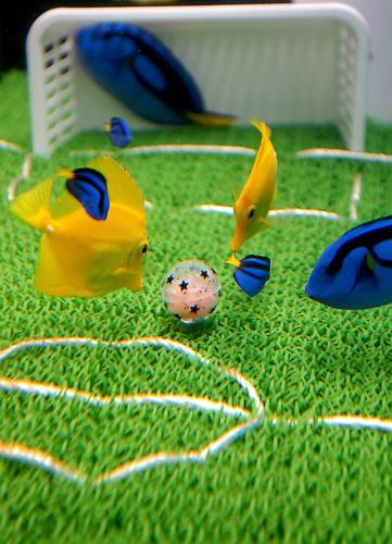 Yellow Tang and Flagtail Surgeon fish, Soccer, Japan.jpg