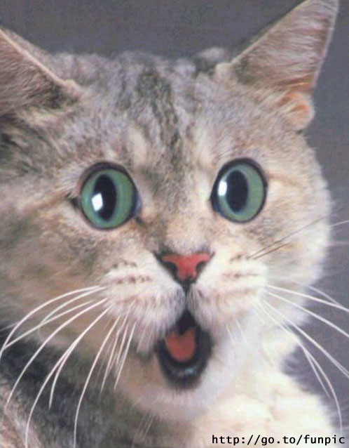 Surprised Cat.jpg