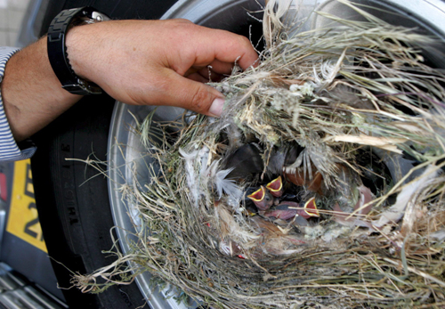 Barn Swallow nest in Tire, Cyprus.jpg