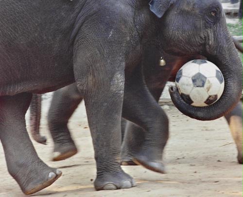 Soccer Elephant, Thailand.jpg