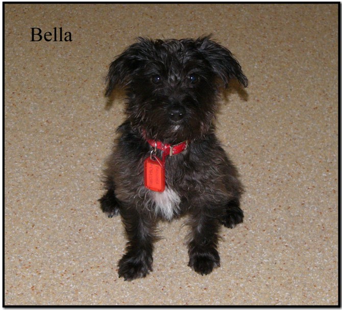 Bella 3.jpg