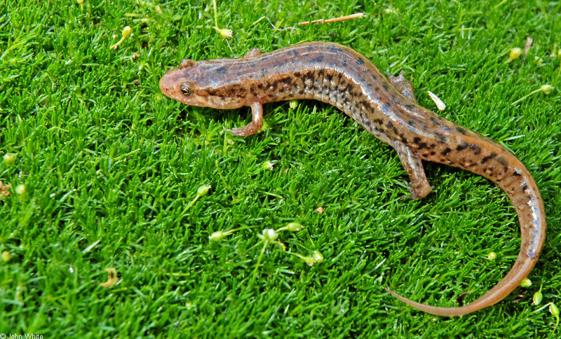 Northern Dusky Salamander (Desmognathus fuscus fuscus).jpg