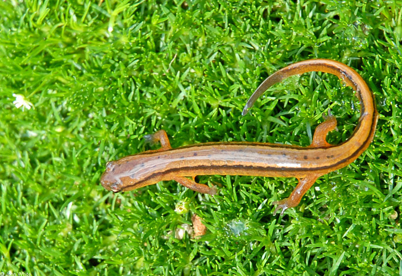 Southern Two-lined Salamander (Eurycea cirrigera).jpg