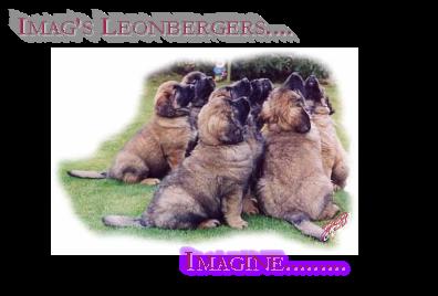 Imag\'s leonberges defualt puppy pic.png