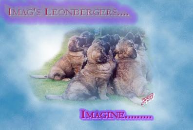 Imag\'s leonberges defualt puppy pic.png