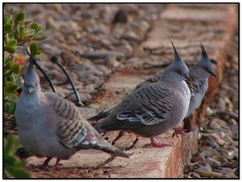 crested pigeons 1.jpg