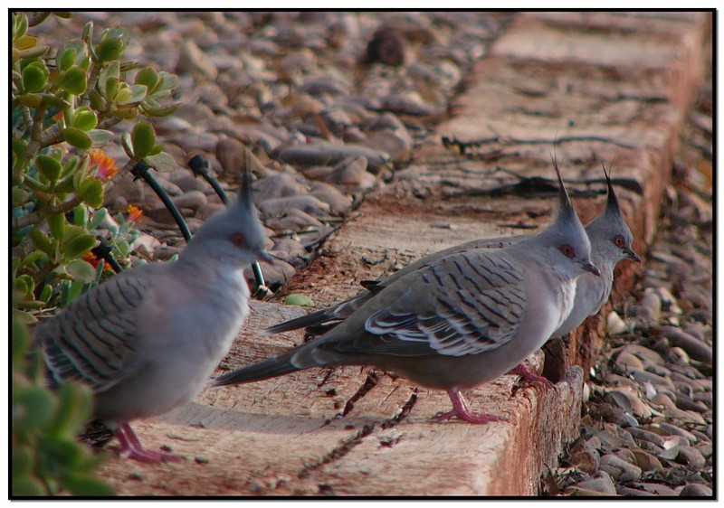 crested pigeons 2.jpg