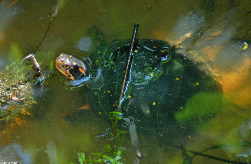 Spotted Turtle (Clemmys guttata).jpg