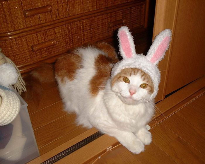 Bunny Cat.jpg
