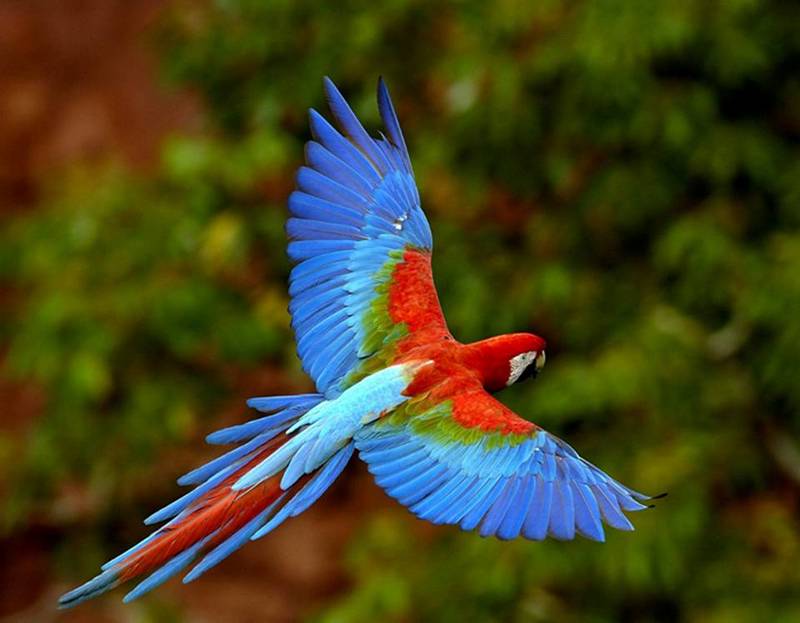 scarlet macaw.jpg