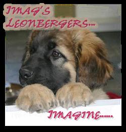 default leo image 2 pup.png