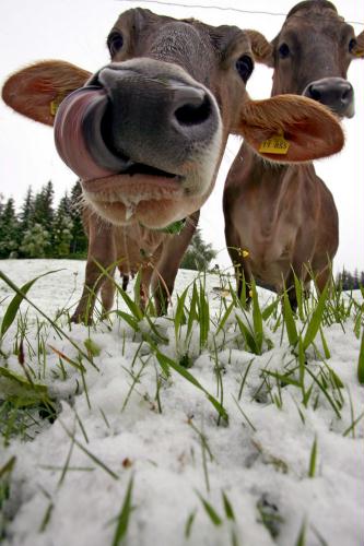 Cows in May Snow, Germany.jpg