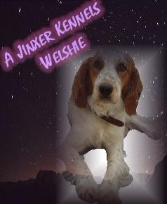 welshie pp rq.png