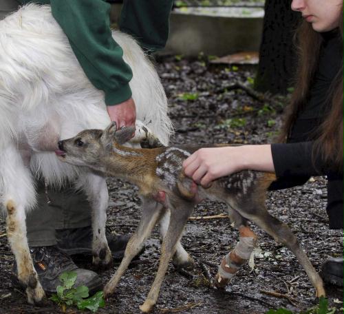 Orphaned Fawn and Goat mom, Hungary.jpg