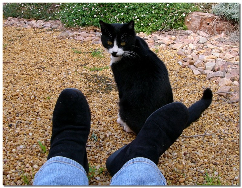 puss\'nboots 1.jpg