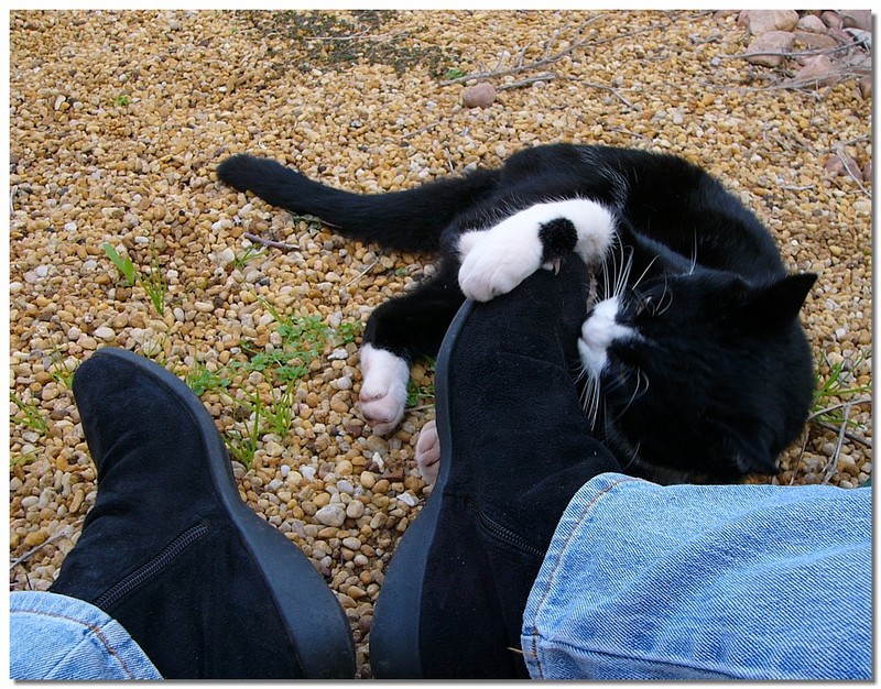 puss\'nboots 2.jpg