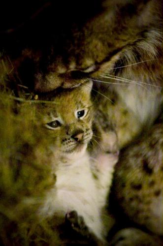 Eurasian Lynx cub, Bulgaria.jpg