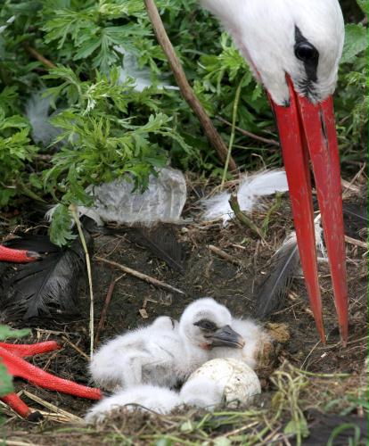 European White Stork chicks, Poland.jpg
