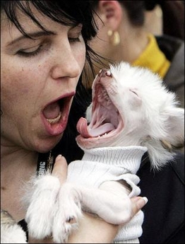 Dog-owner lookalike yawners.jpg