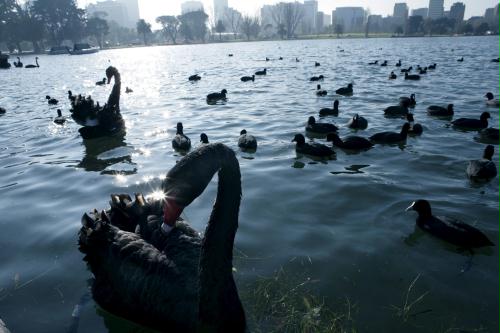 Black Swans, Australia.jpg