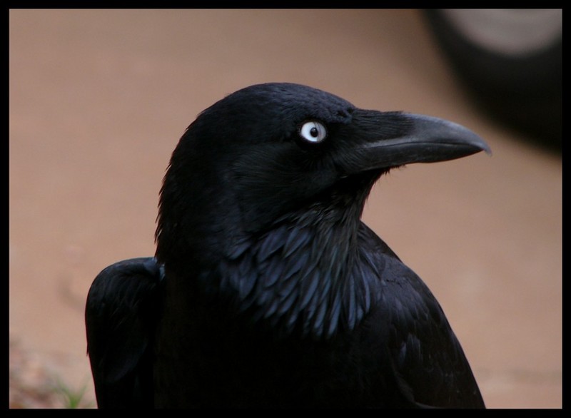 crow 3.jpg