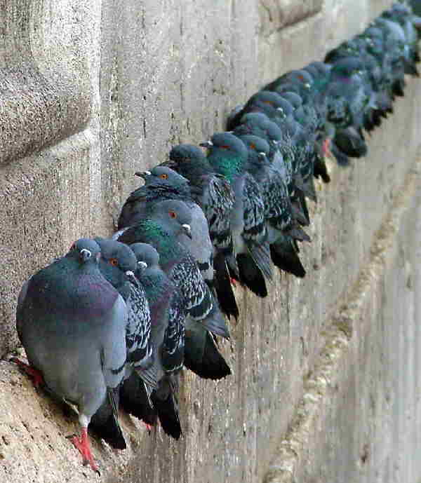 pigeons galore.jpg