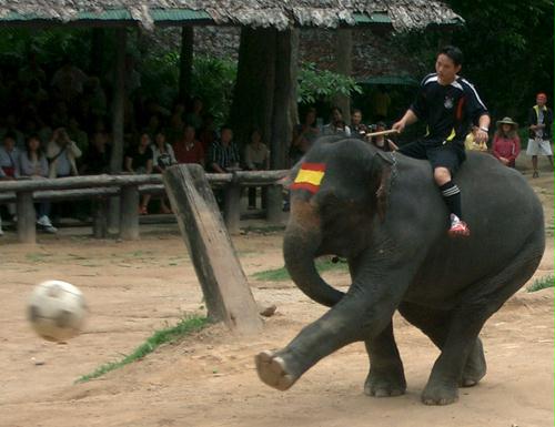 Thai Elephants, Soccer, Thailand.jpg