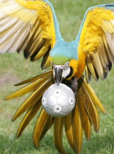 Blue-and-gold Macaw, Soccer, Germany.jpg