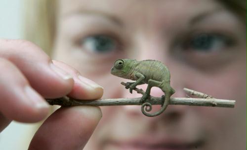 Baby Chameleon, Germany.jpg
