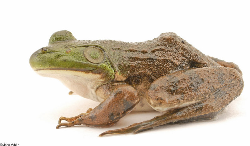 one-eye bullfrog small02.jpg
