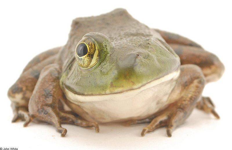 one-eye bullfrog small03.jpg