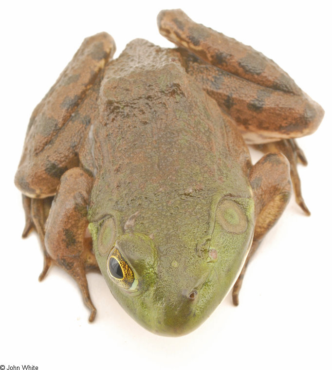one-eye bullfrog small04.jpg
