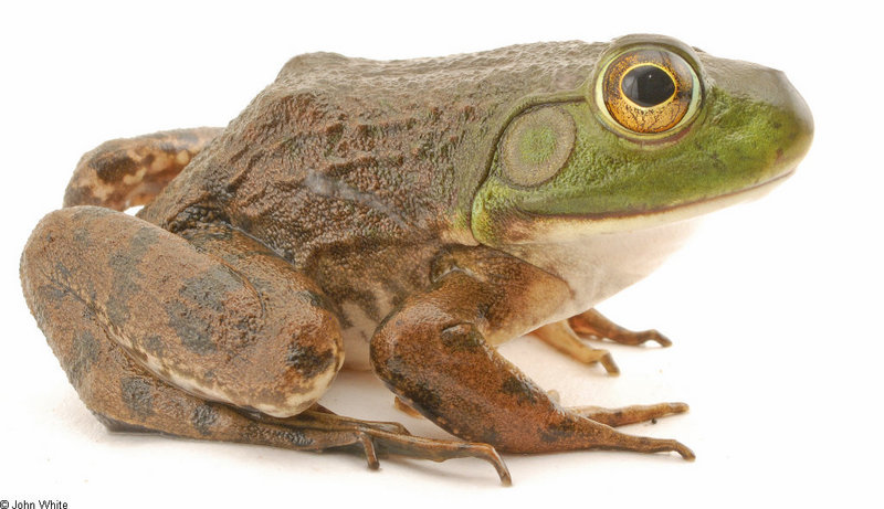 one-eye bullfrog small05.jpg