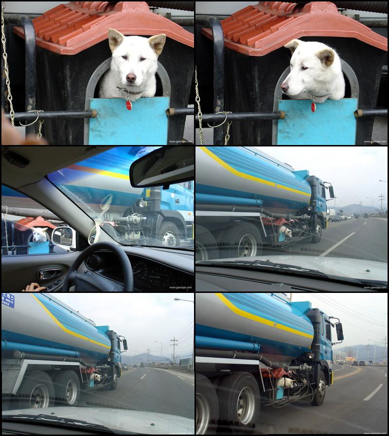 Pet Transport.jpg