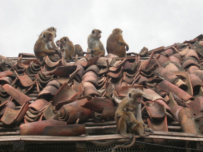 Roof monkeys.jpg