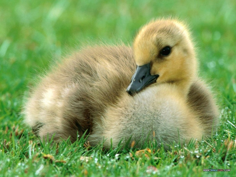 Canada Gosling 1024x768.jpg