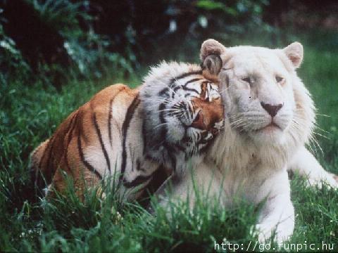Normal and White Tiger.jpg