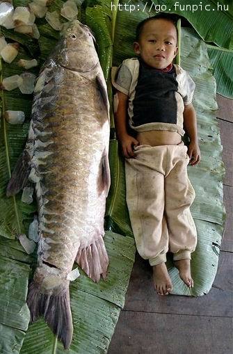 Giant fish.jpg