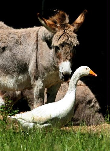 Donkey and Goose, Germany.jpg