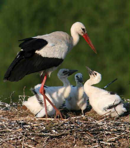 European White Stork family, Germany.jpg