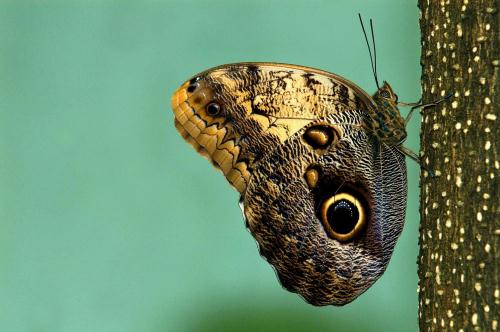 Oedipus Giant-Owl Butterfly (Caligo oedipus), El Salvador.jpg