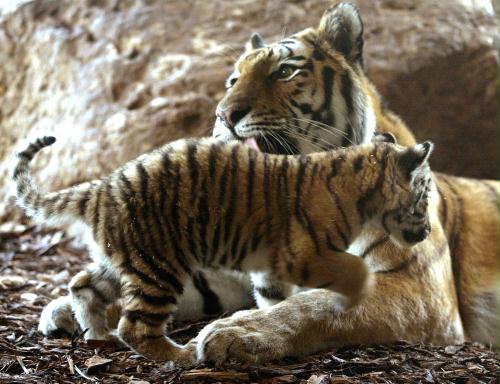 Tiger cub, Austria.jpg