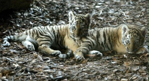 Tiger cub, Austria.jpg