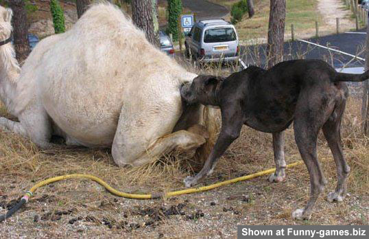 lick camel.jpg